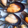 moules vertes cuites fraîches surgelées de haute qualité